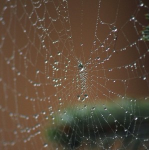 web
